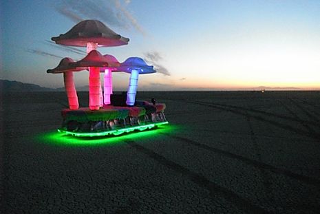 the mushroom patch